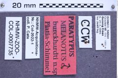 Etikette zu Melanotus burckhardti (Platia & Schimmel, 2001) (NHMW-ZOO-COL-0007735)
